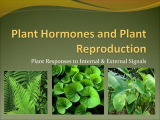 Plant Responses to Internal & External Signals
 