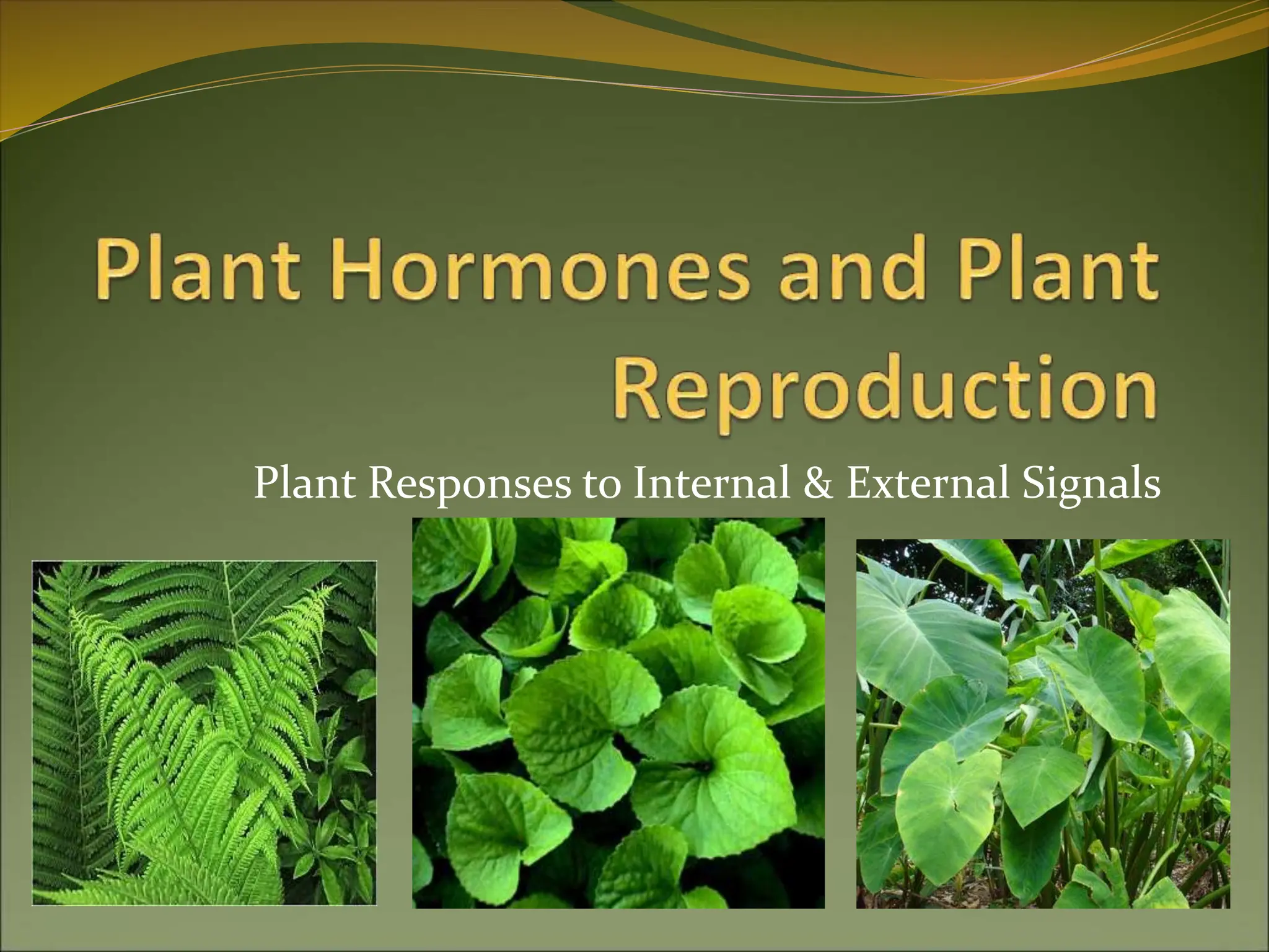 Plant Hormones and Plant Reproduction.ppt