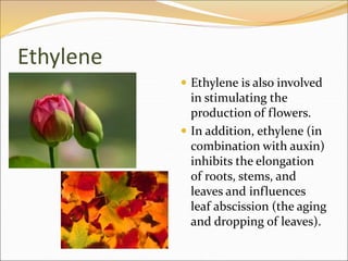 Plant Hormones and Plant Reproduction.ppt