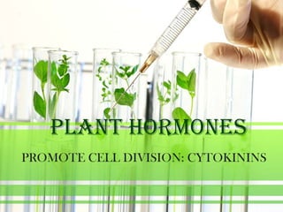 PLANT HORMONES
PROMOTE CELL DIVISION: CYTOKININS
 