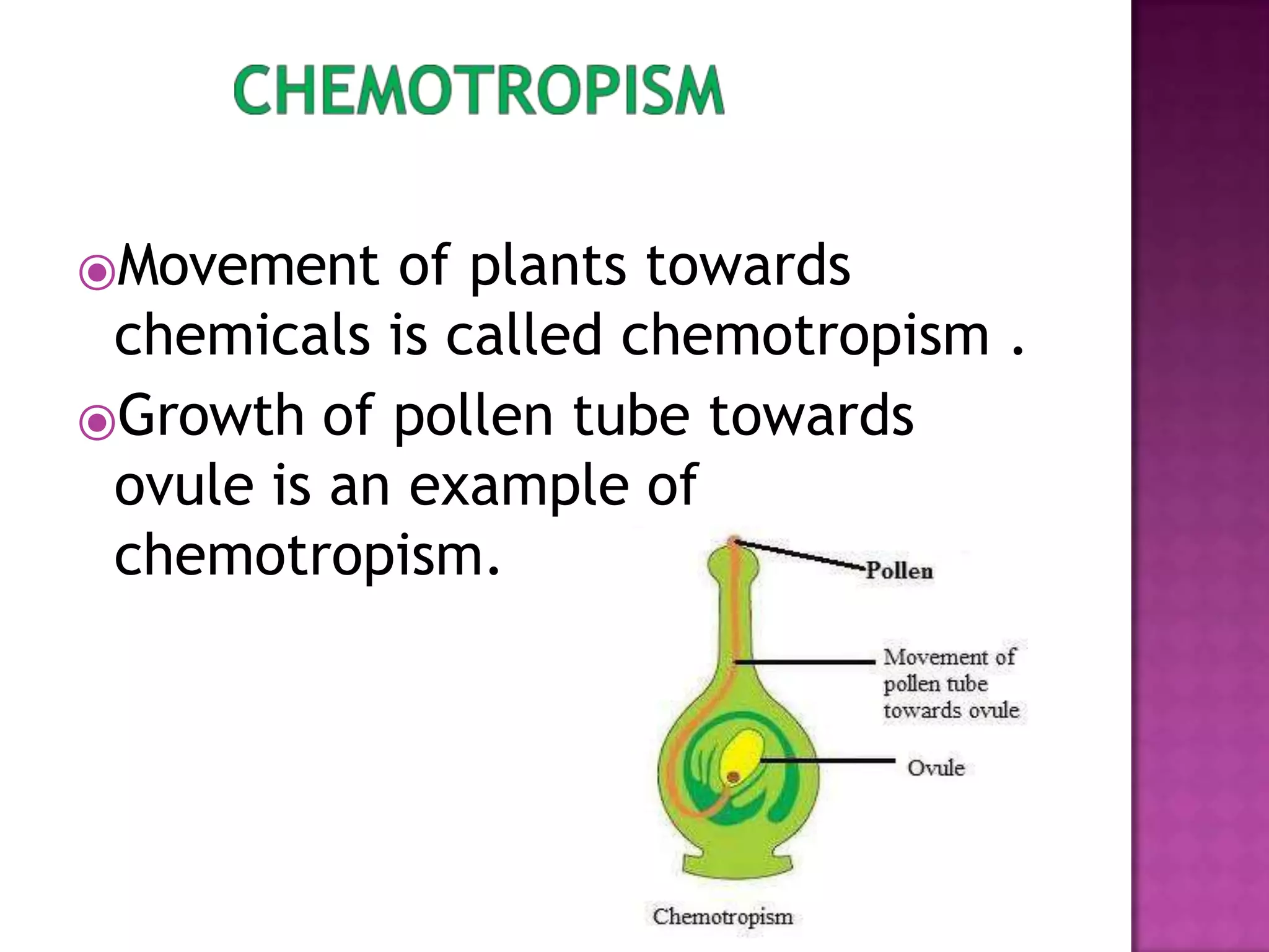 plant hormones class 10 updated.pptx