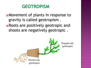 plant hormones class 10 updated.pptx
