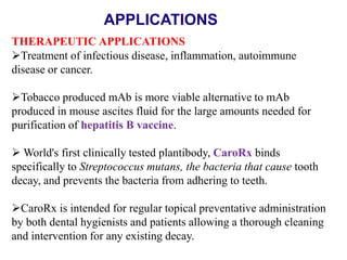 APPLICATIONS
THERAPEUTIC APPLICATIONS
Treatment of infectious disease, inflammation, autoimmune
disease or cancer.
Tobacco produced mAb is more viable alternative to mAb
produced in mouse ascites fluid for the large amounts needed for
purification of hepatitis B vaccine.
 World's first clinically tested plantibody, CaroRx binds
specifically to Streptococcus mutans, the bacteria that cause tooth
decay, and prevents the bacteria from adhering to teeth.
CaroRx is intended for regular topical preventative administration
by both dental hygienists and patients allowing a thorough cleaning
and intervention for any existing decay.

 
