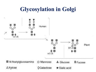 Glycosylation in Golgi

 