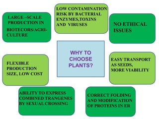 LARGE –SCALE
PRODUCTION IN

LOW CONTAMINATION
RISK BY BACTERIAL
ENZYMES,TOXINS
AND VIRUSES

BIOTECORS/AGRICULTURE

FLEXIBLE
PRODUCTION
SIZE, LOW COST

WHY TO
CHOOSE
PLANTS?

ABILITY TO EXPRESS
COMBINED TRANGENES
BY SEXUAL CROSSING

NO ETHICAL
ISSUES

EASY TRANSPORT
AS SEEDS,
MORE VIABILITY

CORRECT FOLDING
AND MODIFICATION
OF PROTEINS IN ER

 