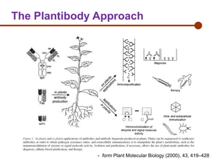 The Plantibody Approach

- form Plant Molecular Biology (2000), 43, 419–428

 