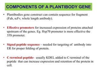 COMPONENTS OF A PLANTIBODY GENE
• Plantibodies gene construct can contain sequence for fragment
(Fab, scFv, whole length antibody).

• Effective promoters for increased expression of proteins attached
upstream of the genes. Eg. Hsp70 promoter is more effective the
35S promoter.
• Signal peptide sequence – needed for targeting of antibody into
ER for proper folding of protein.

• C-terminal peptide- usually KDEL added to C-terminal of the
peptide that can increase expression and retention of the protein in
cell.

 