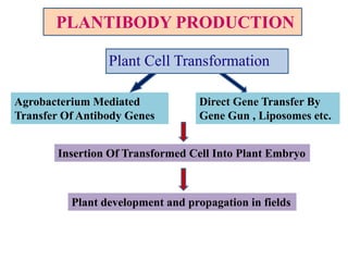 PLANTIBODY PRODUCTION
Plant Cell Transformation
Agrobacterium Mediated
Transfer Of Antibody Genes

Direct Gene Transfer By
Gene Gun , Liposomes etc.

Insertion Of Transformed Cell Into Plant Embryo

Plant development and propagation in fields

 