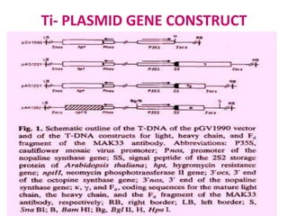 Ti- PLASMID GENE CONSTRUCT

 