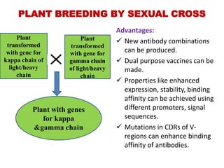 PLANT BREEDING BY SEXUAL CROSS
Plant
transformed
with gene for
kappa chain of
light/heavy
chain

Plant
transformed
with gene for
gamma chain
of light/heavy
chain

Plant with genes
for kappa
&gamma chain

Advantages:
 New antibody combinations
can be produced.
 Dual purpose vaccines can be
made.
 Properties like enhanced
expression, stability, binding
affinity can be achieved using
different promoters, signal
sequences.
 Mutations in CDRs of Vregions can enhance binding
affinity of antibodies.

 