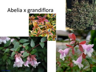 Abelia x grandiflora 