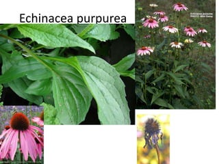 Echinacea purpurea
 