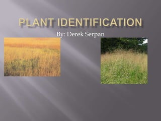 PLANT IDENTIFICATION By: Derek Serpan 