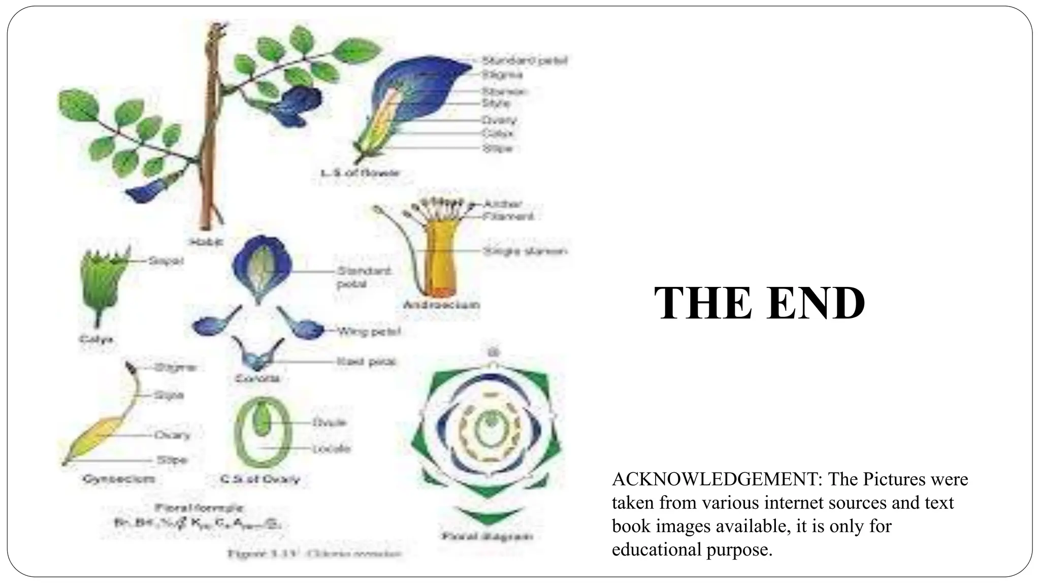 Plant identification taxonomy key characters | PPT