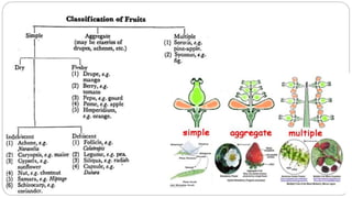 Plant identification taxonomy key characters | PPT