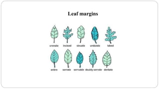 Plant identification taxonomy key characters | PPT