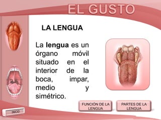 LA LENGUA

La lengua es un
órgano      móvil
situado en el
interior de la
boca,      impar,
medio          y
simétrico.
              FUNCIÓN DE LA   PARTES DE LA
                 LENGUA         LENGUA
 