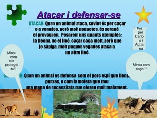 Atacar i defensar-se
            ATACAR: Quan un animal ataca, sovint és per caçar
               o a vegades, però molt poquetes, és perquè          Fet
                                                                    per
              el provoquen. Posarem uns quants exemples:          Carlo
              la lleona, no el lleó, caçar caça molt, però que       si
                                                                  Adria
                  jo sàpiga, molt poques vegades ataca a             na
 Mireu                           un altre lleó.
   com
  em
protegei                                                         Mireu com
   xo!!                                                           caço!!!

DEFENSAR: Quan un animal es defensa com el porc espí que llença les seves
                    punxes, o com la mofeta que treu
           una mena de necessitats que oloren molt malament.
 