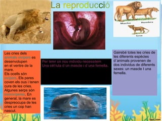 La reproducció




Les cries dels                                                    Gairebé totes les cries de
animals vivípers es                                               les diferents espècies
desenvolupen          Per tenir un nou individu necessitem        d´animals provenen de
en el ventre de la    Una cèl·lula d´un mascle i d´una femella.   dos individus de diferents
mare.                                                             sexes: un mascle I una
Els ocells són                                                    femella.
ovípers. Els pares
coven els ous i tenen
cura de les cries.
Algunes serps són
ovovivíperes. En
general, la mare es
despreocupa de les
cries un cop han
nascut.
 