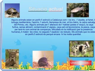 Situació actual
Alguns animals estan en perill d' extinció a Catalunya com: l ós bru , l' arpella, el fartet, la
tortuga mediterrània, l'apol·lo, l' esturió, llampresa de mar, el linx ibèric, la cabra salvatge
   del Pirineu, etc. Alguns animals per l' alteració de l' habitat (pistes d' esquí), la caça
 furtiva, sense aliment, contaminació d' aigües, caça pel col·leccionisme, la pesca, caça
    per tenir-lo com animal de companyia, dificultats en la nidificació (per la presència
humana), li maten les cries; no segueix l' espècie i es redueix. Els animals que no estan
                 en perill d' extinció és perquè encara hi ha molta quantitat.




                                                                   Unai I Marcos
 
