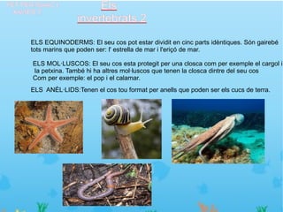 FET PER:ISAAC I
 XAVIER.T.
                           Els
                      invertebrats 2
       ELS EQUINODERMS: El seu cos pot estar dividit en cinc parts idèntiques. Són gairebé
       tots marins que poden ser: l' estrella de mar i l'eriçó de mar.

       ELS MOL·LUSCOS: El seu cos esta protegit per una closca com per exemple el cargol i
       la petxina. També hi ha altres mol·luscos que tenen la closca dintre del seu cos
       Com per exemple: el pop i el calamar.
       ELS ANÈL·LIDS:Tenen el cos tou format per anells que poden ser els cucs de terra.
 
