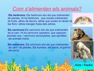 Com s'alimenten els animals?
 Els herbívors: Els herbívors són els que s'alimenten
de plantes. Hi ha herbívors que només s'alimenten
de fruits, altres de llavors, altres que xuclen el nèctar de
les flors i altres mengen fusta dels arbres.

Els carnívors:Els carnívors són els que s'alimenten
de la carn. Hi ha carnívors caçadors, que capturen
animals vius, i carnívors carronyaires, que aprofiten
 els animals morts.

Els omnívors: Els omnívors són els que s'alimenten
de carn i de plantes. Els humans, els óssos, el goril·la i
els porcs.




                                                               Aida i Nadia
 