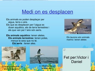 Medi on es desplacen
    Els animals es poden desplaçar per
      aigua, terra o aire.
    Els que es desplacen per l´aigua es
      diuen aquàtics, els de terra terrestres i
      els que van per l´aire són aeris.

    Els animals aquàtics: tenen aletes.
      Els animals terrestres: tenen potes,                Els taurons són animals
                                                          marins i tenen aletes
        menys la serp que no té.
          Els aeris : tenen ales.



                                         .
                                                         Fet per:Victor i
                                                             Daniel
El husky siberià és un               L' albatros és un
  animal terrestre                      animal aeri
 