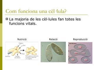Com funciona una cèl·lula?   La majoria de les cèl·lules fan totes les funcions vitals . Nutrició Relació Reproducció 