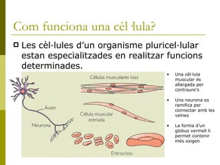 Com funciona una cèl·lula?   Les cèl·lules d’un organisme pluricel·lular estan especialitzades en realitzar funcions determinades.   Una cèl·lula muscular és allargada per contraure’s Una neurona es ramifica per connectar amb les veïnes La forma d’un globus vermell li permet contenir més oxigen   
