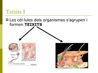 Teixits I   Les cèl·lules dels organismes s’agrupen i formen  TEIXITS   