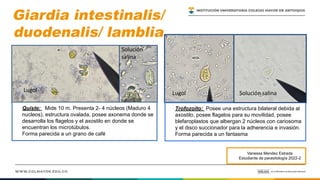 ATLAS de PARASITOLOGIA NEMATODOS CESTODOS, AMEBAS PROTOZOOS.pdf