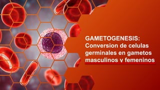 GAMETOGENESIS:
Conversion de celulas
germinales en gametos
masculinos y femeninos
 