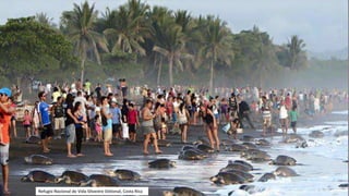 Refugio Nacional de Vida Silvestre Ostional, Costa Rica
 