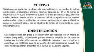 CULTIVO
Streptococcus agalactiae se desarrolla con facilidad en un medio de cultivo
enriquecido, produciendo grandes colonias después de 24 a 48 horas de
incubación a 37 oC; la ß-hemólisis puede ser difícil de detectar (10). Por este
motivo, la detección del estado de portador del microorganismo en las mujeres
embarazadas, exige la utilización de caldos suplementados con antibióticos,
como se mencionó antes, con el objetivo de inhibir el crecimiento de otros
microorganismos.
IDENTIFICACIÓN
Los estreptococos del grupo B se desarrollan con facilidad en un medio de
cultivo enriquecido, produciendo grandes colonias después de 24 horas de
incubación. La b-hemólisis puede ser difícil de detectar o no producirse, y
constituye un problema para la detección del microorganismo cuando hay
otros microorganismos presentes en el cultivo (p. ej., cultivo vaginal).
 