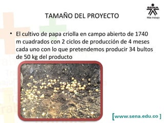 TAMAÑO DEL PROYECTO
• El cultivo de papa criolla en campo abierto de 1740
m cuadrados con 2 ciclos de producción de 4 meses
cada uno con lo que pretendemos producir 34 bultos
de 50 kg del producto
 