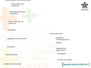 DIAGRAMA DE PROCESOS
SELECCIÓN DEL
TERRENO
PREPARACION DEL
TERRENO
SELECCIÓN DE LA
SEMILLA
SIEMBRA
LABORES CULTURALES
COSECHA
FERTILIZACION
MANEJO
FITOSANITARIO
RIEGO
MANEJO DE
ARVENCES
APORQUE
POSCOSECHA
COMERCIALIZACION
CORTE DE RAMA
 