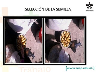 SELECCIÓN DE LA SEMILLA
 