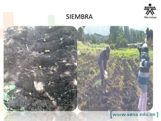 SIEMBRA
 