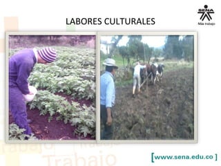 LABORES CULTURALES
 