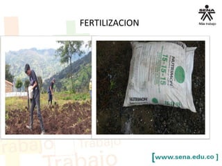 FERTILIZACION
 
