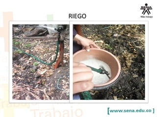 RIEGO
 
