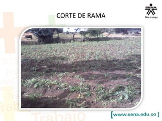 CORTE DE RAMA
 