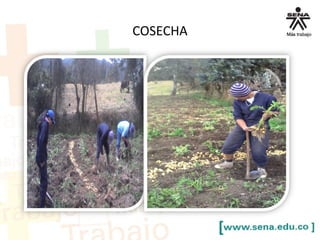 COSECHA
 