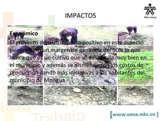 IMPACTOS
Económico
El proyecto dejo un impacto positivo en este aspecto
pues genero un margen de ganancia del 50% lo que
indica que es un cultivo que se desarrolla muy bien en
el municipio y además se disminuyeron los costos de
producción dando más iniciativas a los habitantes del
municipio de Mongua
 