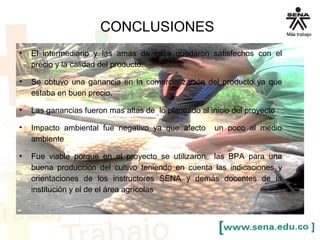 CONCLUSIONES
• El intermediario y las amas de casa quedaron satisfechos con el
precio y la calidad del producto
• Se obtuvo una ganancia en la comercialización del producto ya que
estaba en buen precio.
• Las ganancias fueron mas altas de lo planeado al inicio del proyecto
• Impacto ambiental fue negativo ya que afecto un poco al medio
ambiente
• Fue viable porque en el proyecto se utilizaron las BPA para una
buena producción del cultivo teniendo en cuenta las indicaciones y
orientaciones de los instructores SENA y demás docentes de la
institución y el de el área agrícolas
 
