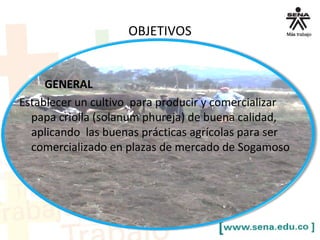 OBJETIVOS
GENERAL
Establecer un cultivo para producir y comercializar
papa criolla (solanum phureja) de buena calidad,
aplicando las buenas prácticas agrícolas para ser
comercializado en plazas de mercado de Sogamoso
 