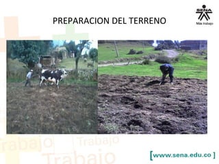 PREPARACION DEL TERRENO
 