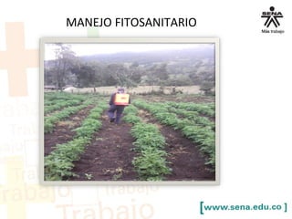 MANEJO FITOSANITARIO
 