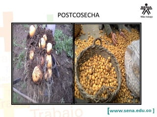 POSTCOSECHA
 
