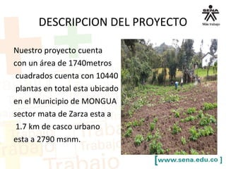 DESCRIPCION DEL PROYECTO
Nuestro proyecto cuenta
con un área de 1740metros
cuadrados cuenta con 10440
plantas en total esta ubicado
en el Municipio de MONGUA
sector mata de Zarza esta a
1.7 km de casco urbano
esta a 2790 msnm.
 